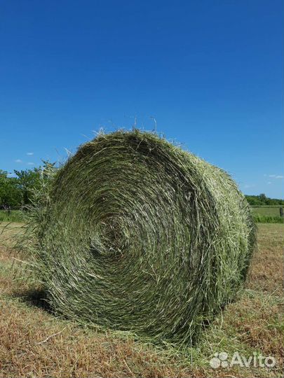Сено в тюках 400-450кг (нал )(безнал)