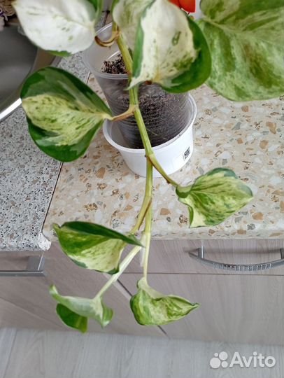 Эпипремнумы. сингониумы