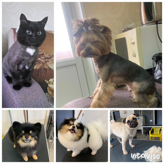 Стрижка котов/собак г.Челябинск