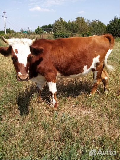 Тёлка 1,5 года