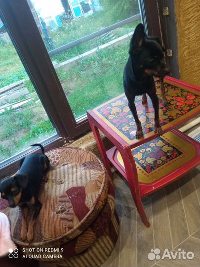 Минитойтерьер