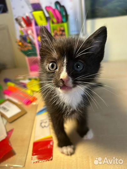 Котенок в добрые руки