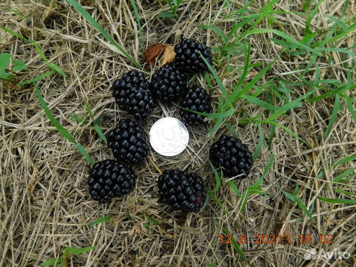 Саженцы ежевики садовой бесшипой