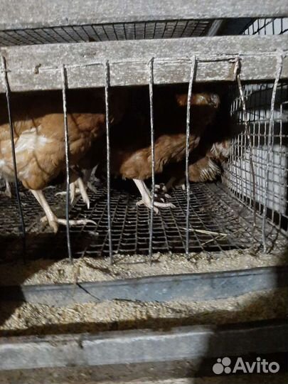 Бройлера от месячного до забойного