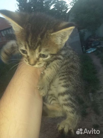 Кошка в дар бесплатно Американский бобтейл