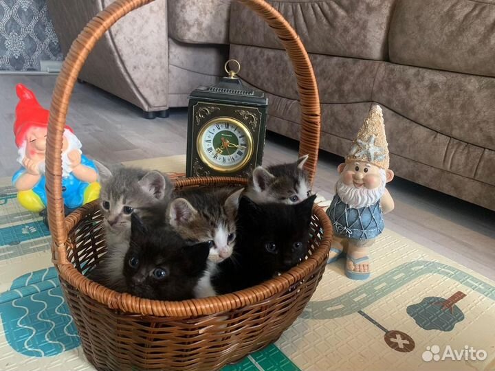 Котята
