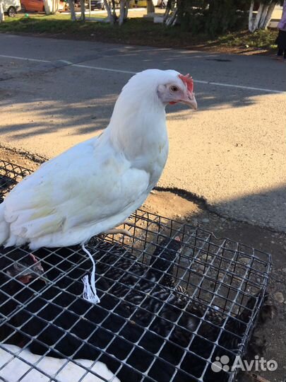 Куры молодка