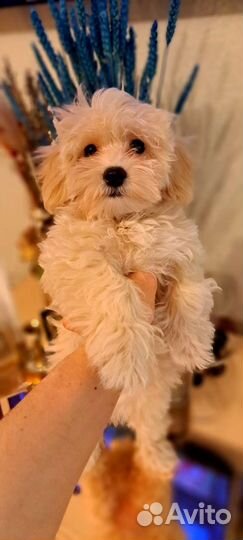 Щенки мальтипу f1 мини