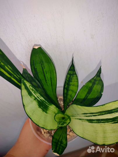 Сансевиерия бразил мутант