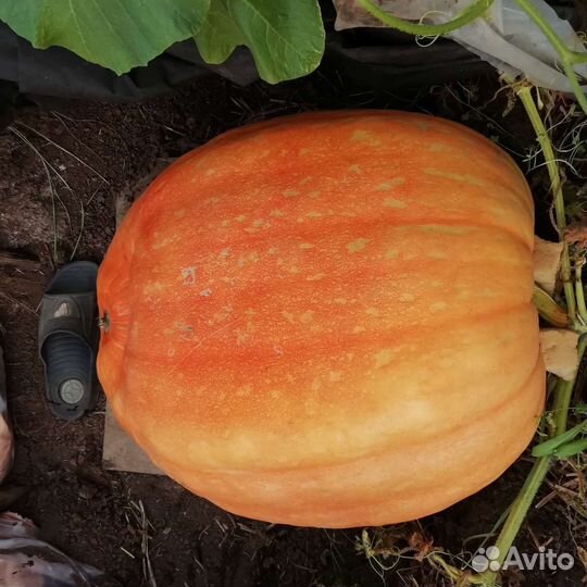 Семена тыквы Атлант