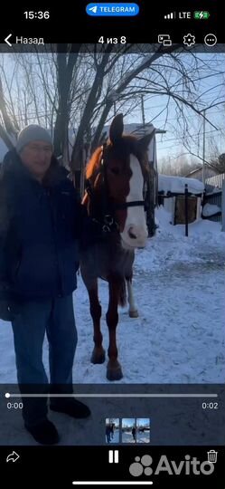 Продам лошадь