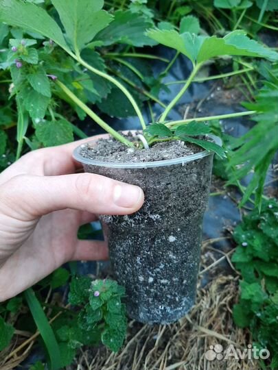 Продажа рассада клубники