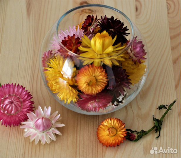 Сухоцветы / Гелихризум