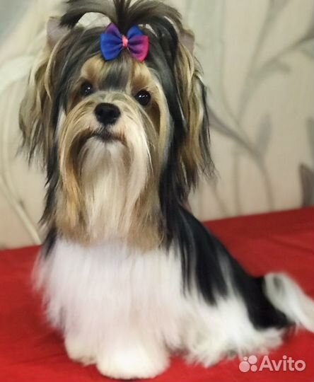 Щенки бивер