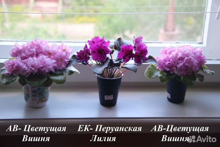 Фиалки