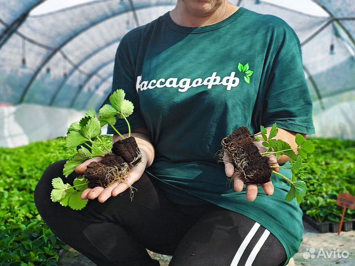 Рассада клубники. Оптом