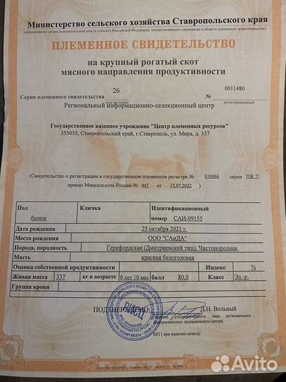 Быки на племя