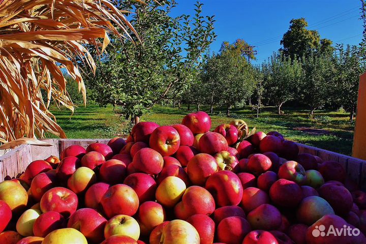 Разнорабочий на Сбор Яблок Оплата Еженедельно