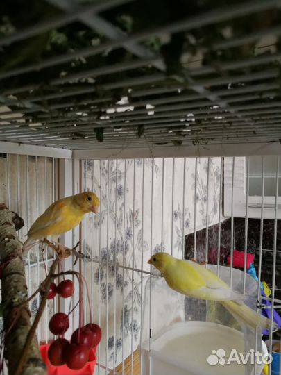 Кенар и канарейка