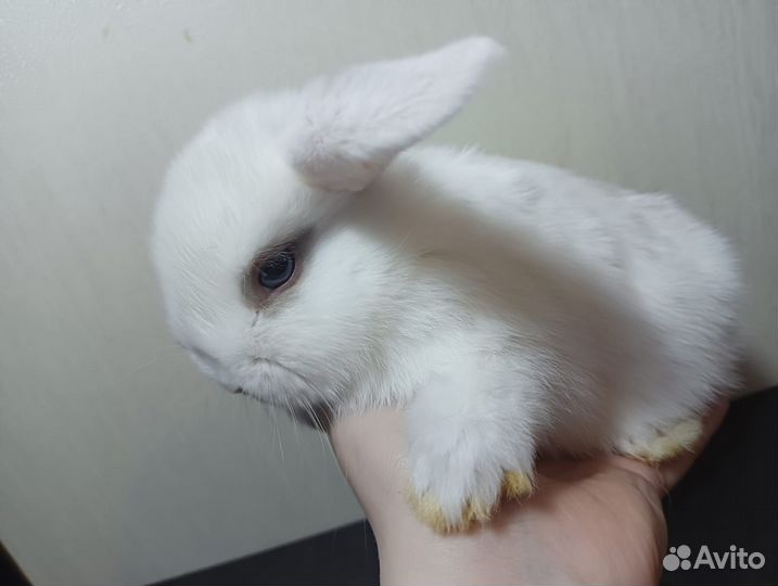 Декоративные кролики вислоухие