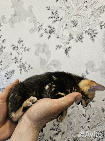 Бенгальские котята