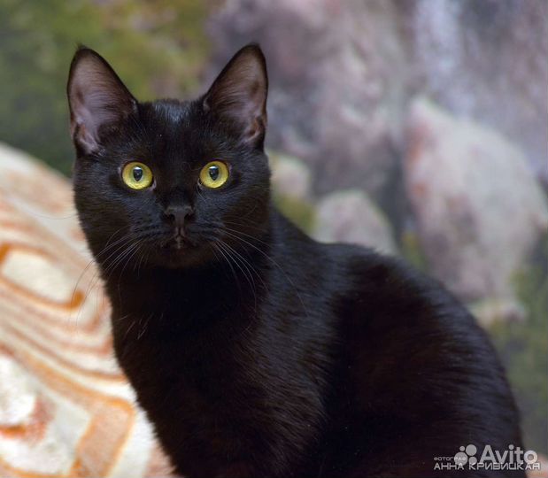 Меня предали