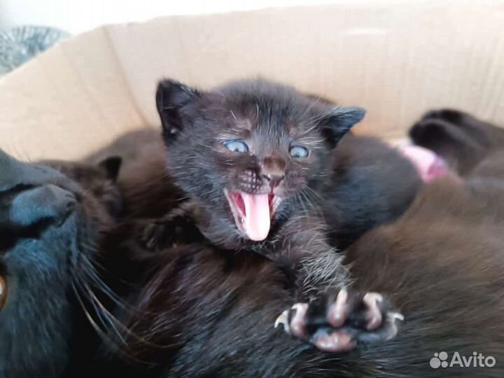 Шотландская кошка