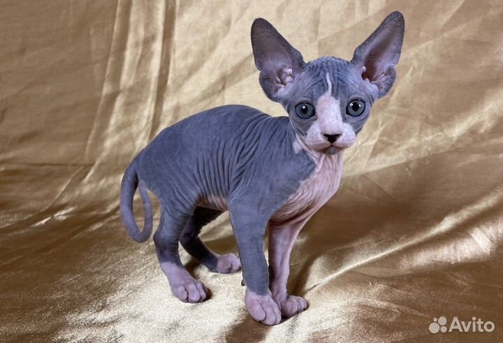 Канадский сфинкс котята