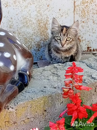 Котятки
