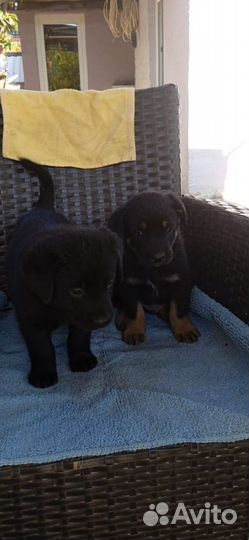 Щенки помесь лабрадора