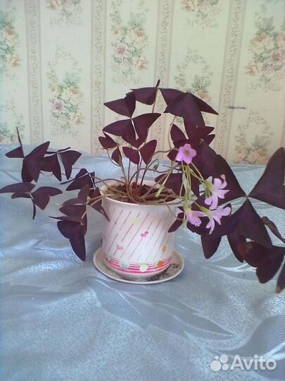 Цветы комнатные