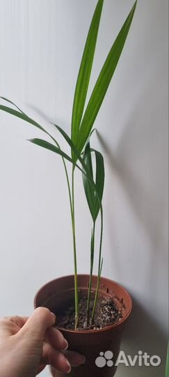 Пальма арека/дипсис