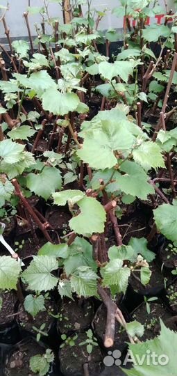 Саженцы винограда