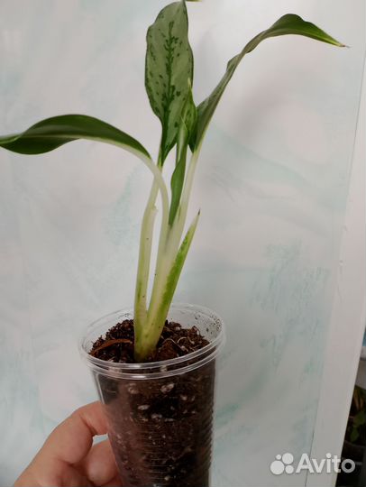 Аглаонемы детки и подростки