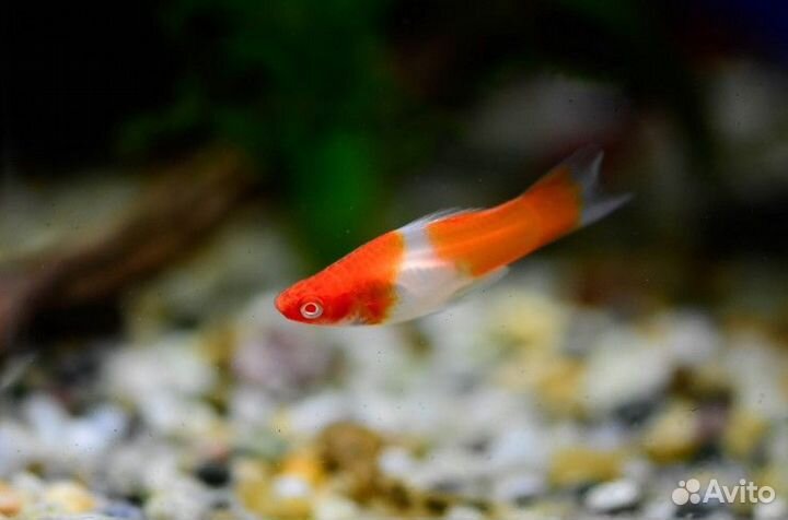 Меченосец санта клаус (кохаку) самцы