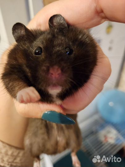 Сирийский хомяк с клеткой