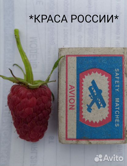 Саженцы малины краса россии