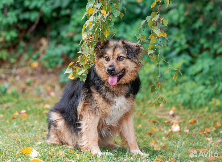 Собака в добрые руки