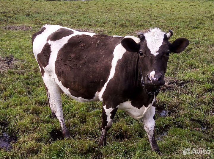 Продается дойная корова