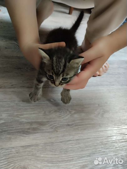 Кошка в дар