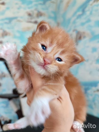 Котята мейн-кун