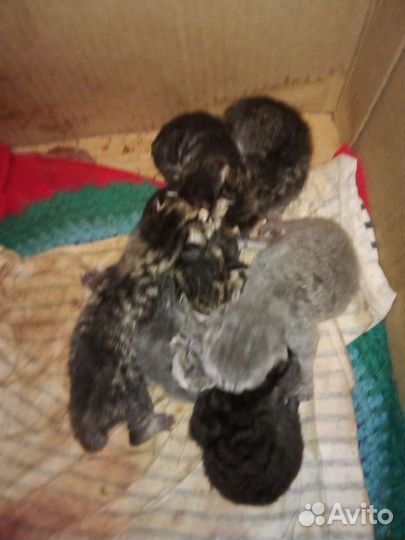 Котята девон-рекс