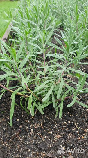 Лаванда саженцы