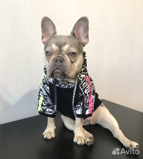 Худи для собак