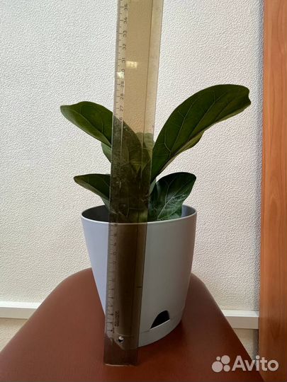 Фикус лирата бамбино