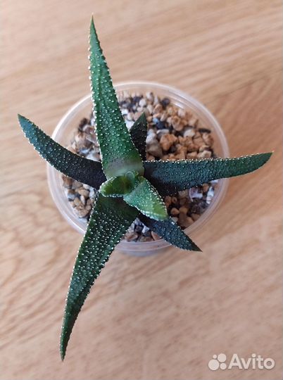 Кактусы и суккуленты