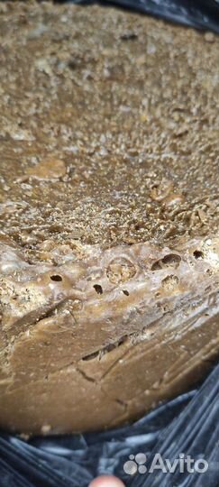 Живица кедровая (смолка) оптом