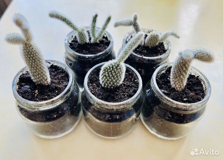 Опунция мелковолосистая