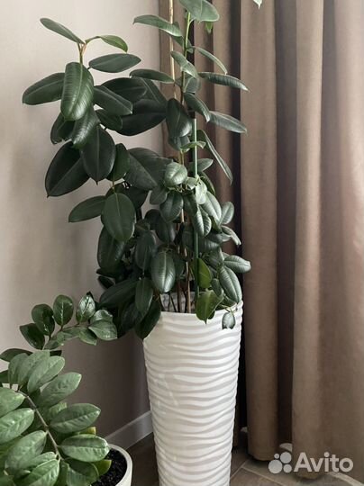 Фикус с горшком
