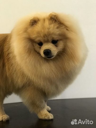 Профессиональная стрижка собак